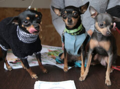 Зооэксперты рассказали, сколько и как по закону можно содержать в квартире зверей