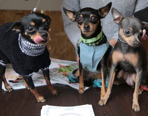 Зооэксперты рассказали, сколько и как по закону можно содержать в квартире зверей