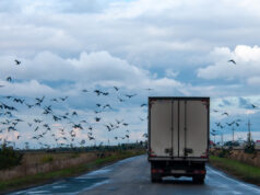 29 сентября: Что можно и чего нельзя делать в праздник Птичьей костки