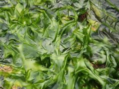 Названы плюсы и минусы употребления в пищу морских водорослей