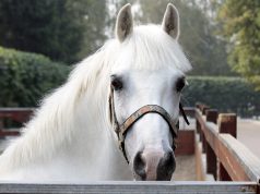В Италии запретят забивать лошадей и ослов на мясо: «Друзей есть нельзя»