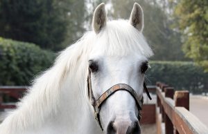 В Италии запретят забивать лошадей и ослов на мясо: «Друзей есть нельзя»