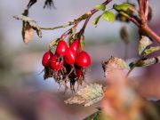 Дикие ягоды лоховых и розовых семейств станут сортировать по ГОСТ