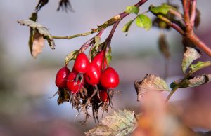 Дикие ягоды лоховых и розовых семейств станут сортировать по ГОСТ