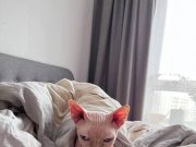 Почему кошки много спят