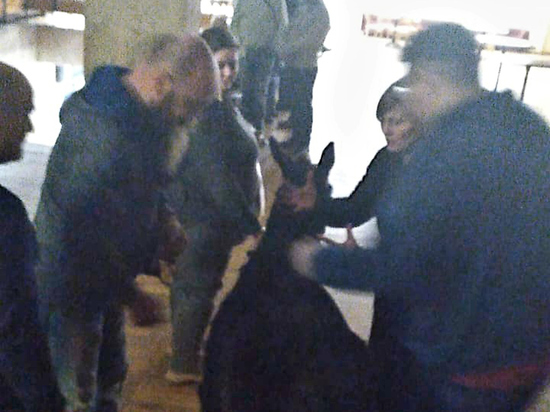 На вечер памяти Гайдая в гости зашел упрямый осел