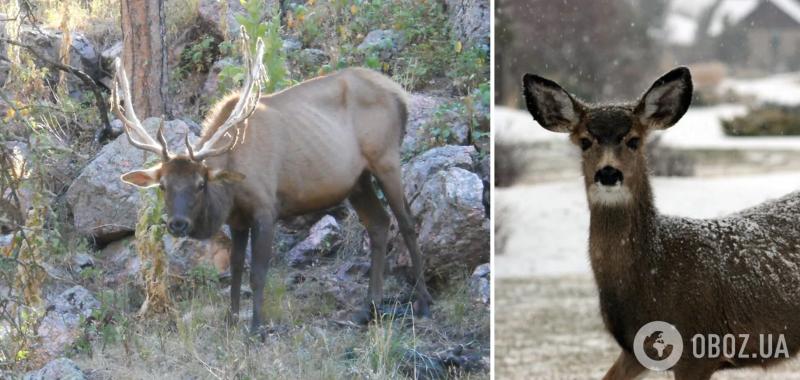 ''Зомби-болезнь'', поразившая оленей в США, может передаться людям: ученые сделали предупреждение
